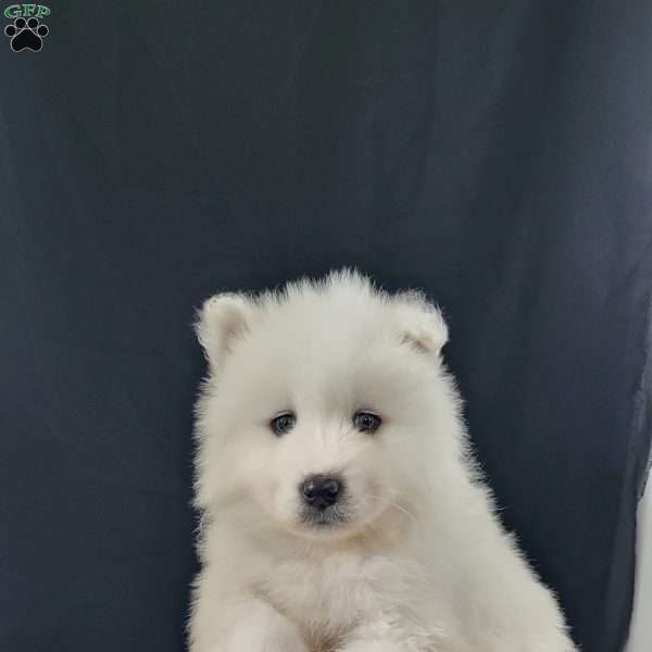 Dorky, Samoyed Puppy